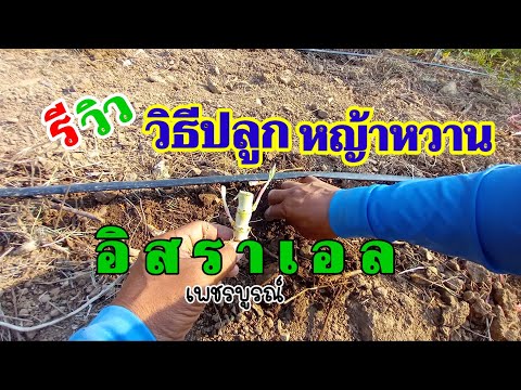 วิธีปลูกหญ้าหวานอิสราเอล