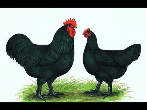 jersey giant hen