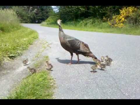 Turkey mom signals danger to her chicks. See what happens!