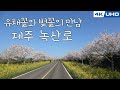 한국의길77. &quot;유채꽃과 벚꽃의 만남&quot; 제주도 녹산로/Korea&#39;s Road77. Jeju Island Rok San-Ro(Rape flower road)
