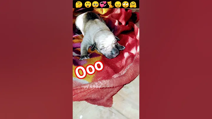 Video 3996201: cute small cat, cat cute dog, cat dog sound