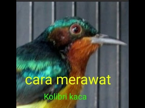 Cara Merawat Burung Kolibri Wulung Kolibri Kaca Youtube