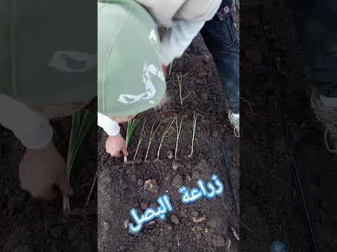 زراعة البصل