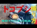 【食料は自給自足】トコブシを捕って食う！   磯のいきもの観察  磯遊び好きのための動画　※漁業権必須