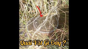 Thăm lờ cá tập 13: Hôm nay nước rút cạn cá bắt đầu chạy nhiều