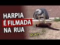 HARPIA filmada em ÁREA URBANA com QUATI NAS GARRAS!