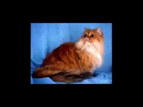 Персидские Коты-Прямой Эфир,