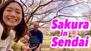 Sendai Cherry Blossoms Picnic with my Parents🌸#cherryblossomsjapan