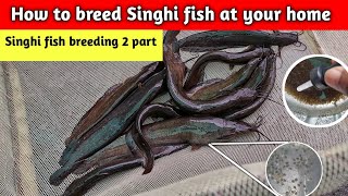 how to breed Singhi fish at your home || Singhi fish breeding process || catfish breeding ||