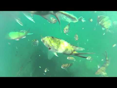 Snorkel en Perhentian