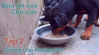 Tập 2: Bữa ăn của chó con tại TTV Kennel/Chó ROTTWEILER đẹp/NhamTuatTV-Dog in Vietnam