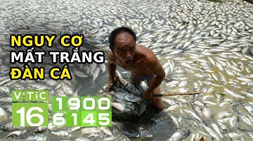 Cách để không bị mất trắng đàn cá rô phi khi giao mùa | VTC16