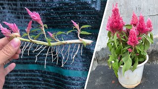 Secrets of flower propagation Celosia cristata L from the stem