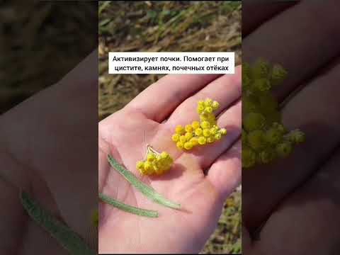 🌿 Бессмертник песчаный, поможет наладить желчеотток