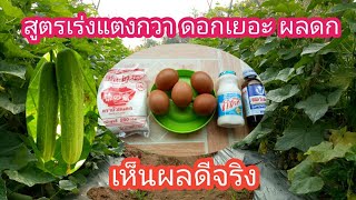 สูตรเร่งดอกเร่งผลแตงกวาให้ผลดก ดอกเยอะ น้ำหนักดี รสชาดดี #เร่งดอกเร่งผล