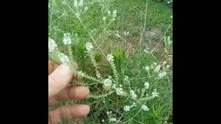 Bee Brush - beloved by ALL pollinators!