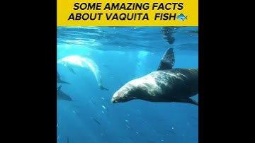 One of the rarest sea animal 💧😱 #vaquita #fish #shorts #hereforyou #youtubeshorts