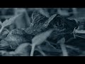 Dwarf Crocodile Behavior and Adaptations