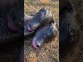 दुर्लभ दो-मुंह वाले बछड़े का जन्म 🐄