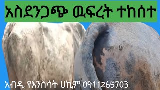 አስደንጋጭ ዉፍረት ሲከሰት ዝም ትላላችሁ እንዴ??