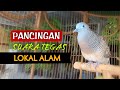 Masteran Suara Burung Perkutut Lokal Alam Gacor | Rahasia Perkutut #kungmania 04