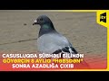 Casusluqda şübhəli bilinən göyərçin 8 aylıq “həbsdən” sonra azadlığa çıxıb