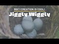 Dinosaur Eggs Were NOT Hard-Shelled! | Jiggly Wiggly | Creation is Cool