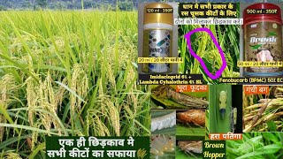 Best insecticides for paddy farming