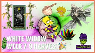 Week 8-9 Cannabis Flower 🌹| Seedsman | Flushing | Harvest😎 | Drying&Trimming | Cure!!!