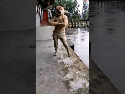 dog Tum Itna