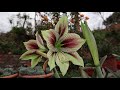 Hablando del Hippeastrum papilio - Amarillys mariposa - Azucena - Amarilis / Amancaya / Lirio