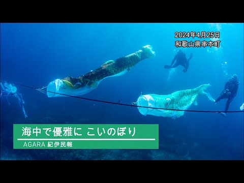 海中で優雅にこいのぼり