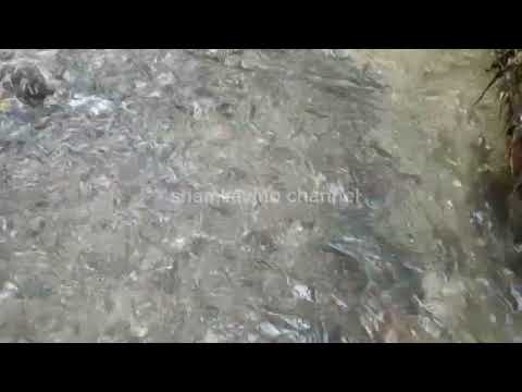 RELAXING NATURE WATER SOUND | MEDITATION SOUNDS | CALMING SOUNDS #relaxingmusic #naturesounds