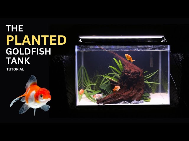 Aquascape Tutorial: Easy Planted Ranchu Goldfish Aquarium (How To: Step By  Step Guide) 