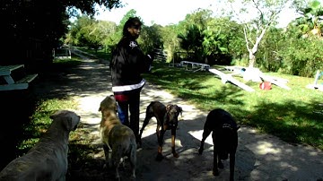 E Collar Intro Doberman Ella Recall Dogtra