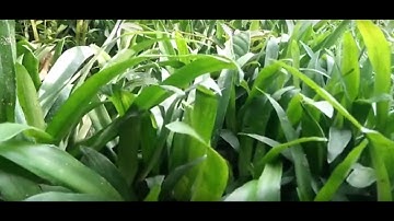 Cây cỏ linh chi, cỏ bao tử chữa dạ dày khỏi nhanh trong 1-2 tuần