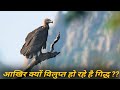 आखिर क्यों विलुप्त हो रहे है गिद्ध ?? Reason Behind Vulture Extinction