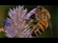 Plants that feed bees, butterflies, and hummingbirds: anise hyssop