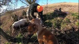 Sunny February Day, Ratting with Dogs and Ferrets