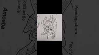 important figure of Amoeba#gk #viral #english #trending #education #figure#amoeba