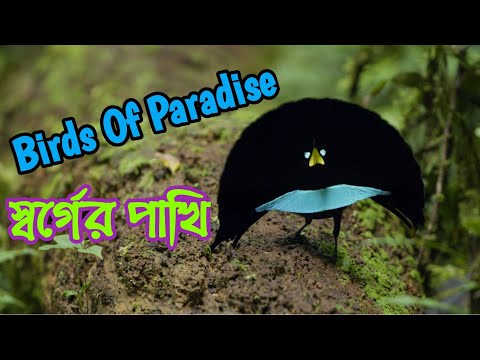 ভিডিও: একটি সাধারণ পেন্সিলে হলিউড তারকারা: প্রতিকৃতি গ্রাফিক্সের মাস্টারপিস