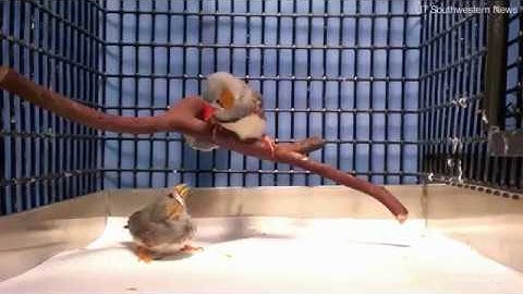 Scientists IMPLANT False MEMORIES Teaching Birds A SONG!