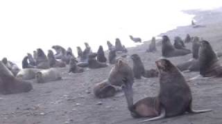 Fur Seals On Bogoslof Island, Alaska
