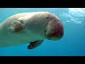 Il dugongo è stato dichiarato estinto: la mucca di mare non si vede più dal 2008