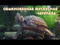 Обыкновенная мускусная черепаха (Sternotherus odoratus)