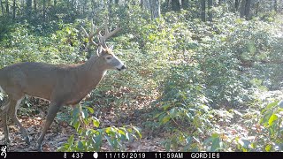 Fall 2019 Trail Cam Videos