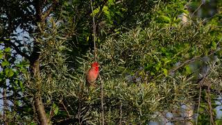 Песня обыкновенной чечевицы Carpodacus erythrinus