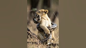 Python vs. Lion Cub: A Fight For Survival #shorts #wildlife