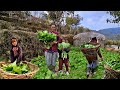 Very Beautiful Greens Farming In Nepali Mountain Village || Harvesting For Sell || Db Limbu