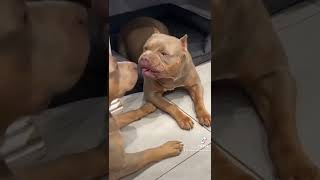 Pitbull tries to be cute, she’s not in the mood!